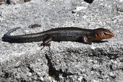 Plestiodon longirostris