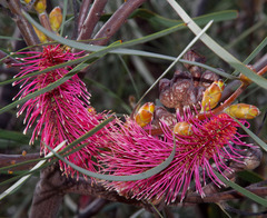 Hakea francisiana