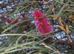 Hakea francisiana