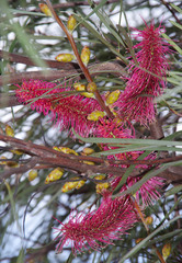 Hakea francisiana