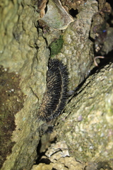 Acanthopleura spinosa image