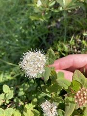 Spiraea stevenii