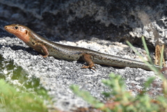 Plestiodon longirostris