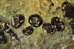 Anthopleura nigrescens image