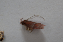 Peritornenta