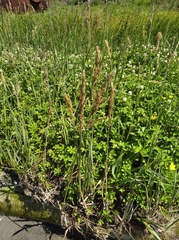Poa eminens