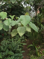 Croton magdalenensis