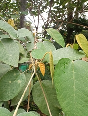 Croton magdalenensis