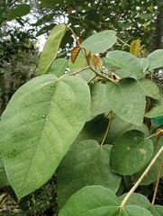 Croton magdalenensis