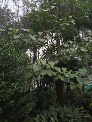 Croton magdalenensis