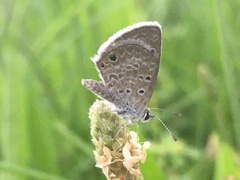 Echinargus