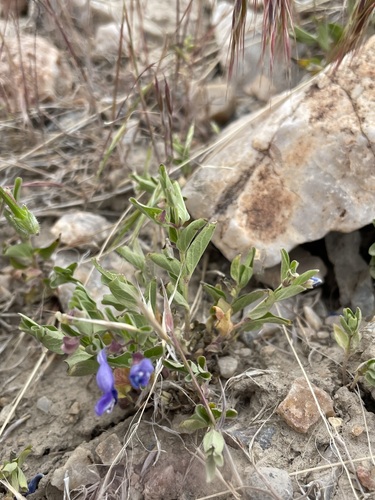 Image of Scutellaria angustifolia by (c) Matt Berger, some rights reserved (CC BY)