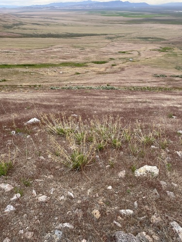 Asclepias fascicularis