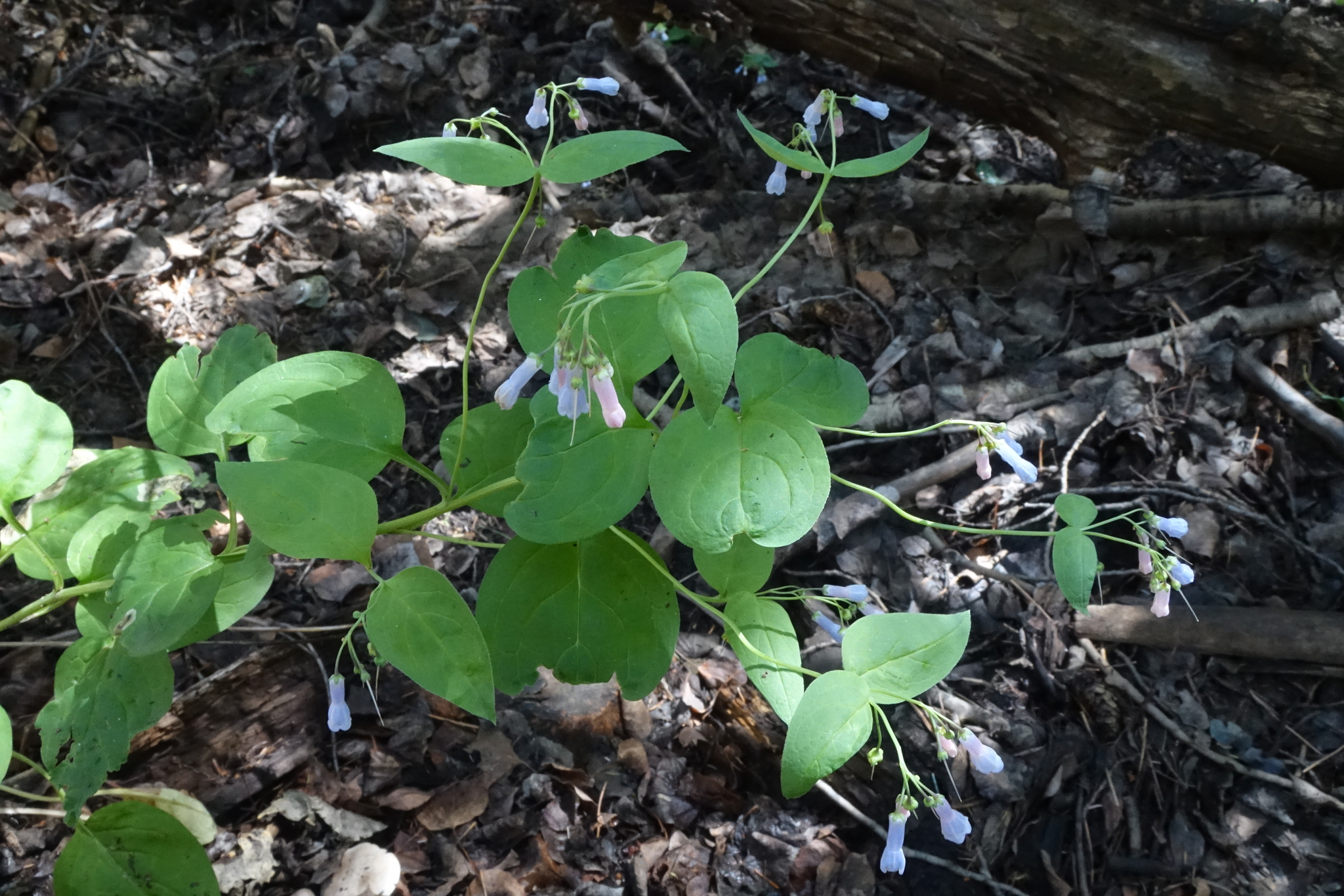 Mertensia umbratilis