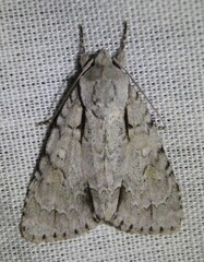 Acronicta laetifica