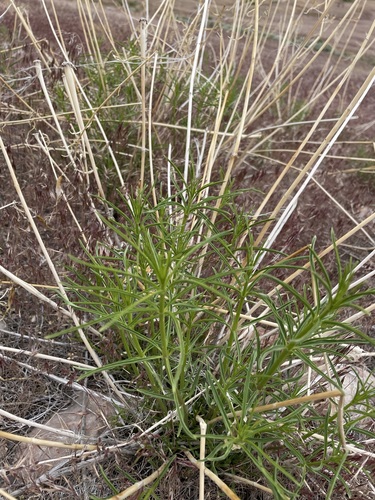 Asclepias fascicularis