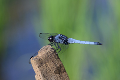 Orthetrum melania