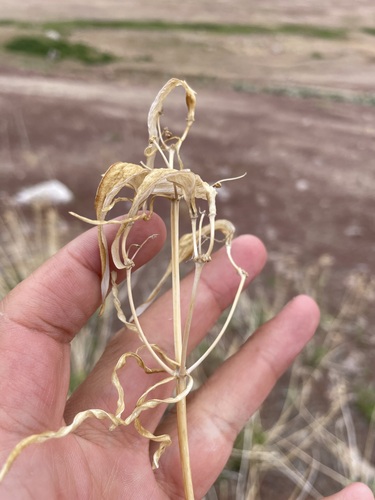 Asclepias fascicularis