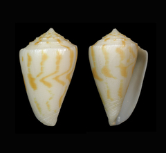 Conus colmani