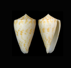 Conus colmani