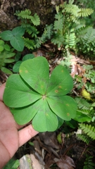 Oxalis nelsonii