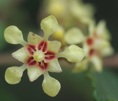 Androcalva luteiflora