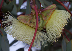 Eucalyptus youngiana