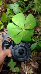Oxalis nelsonii