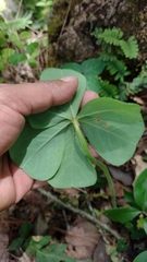 Oxalis nelsonii