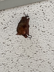 Myotis rufoniger