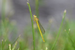 Ceriagrion melanurum