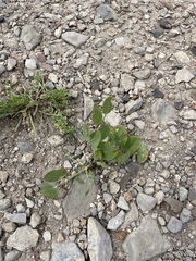 Lomatium nudicaule