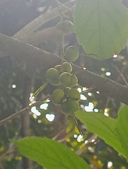 Alchornea grandiflora