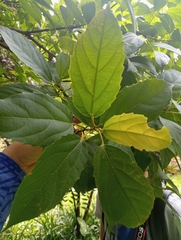 Alchornea grandiflora