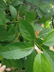 Alchornea grandiflora