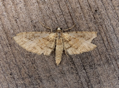Eupithecia unicolor