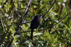 Knipolegus aterrimus