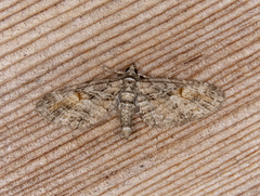 Eupithecia graefii