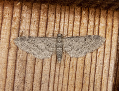 Eupithecia perfusca