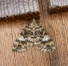 Hydriomena speciosata