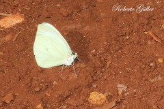 Pseudopieris nehemia