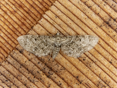 Eupithecia harrisonata