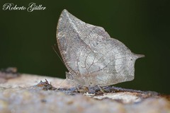 Memphis moruus