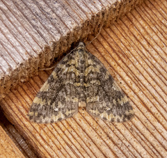 Hydriomena speciosata