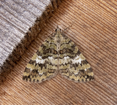 Hydriomena speciosata