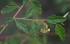 Androcalva luteiflora
