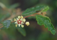 Androcalva luteiflora