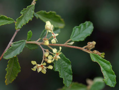 Androcalva luteiflora