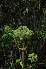 Angelica ampla
