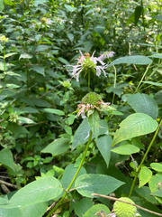 Monarda serotina